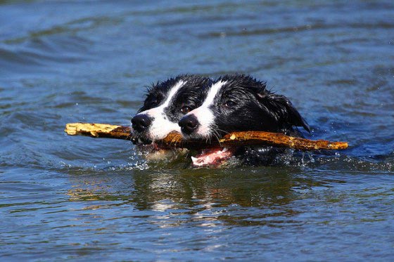 Друзья не разлей водой