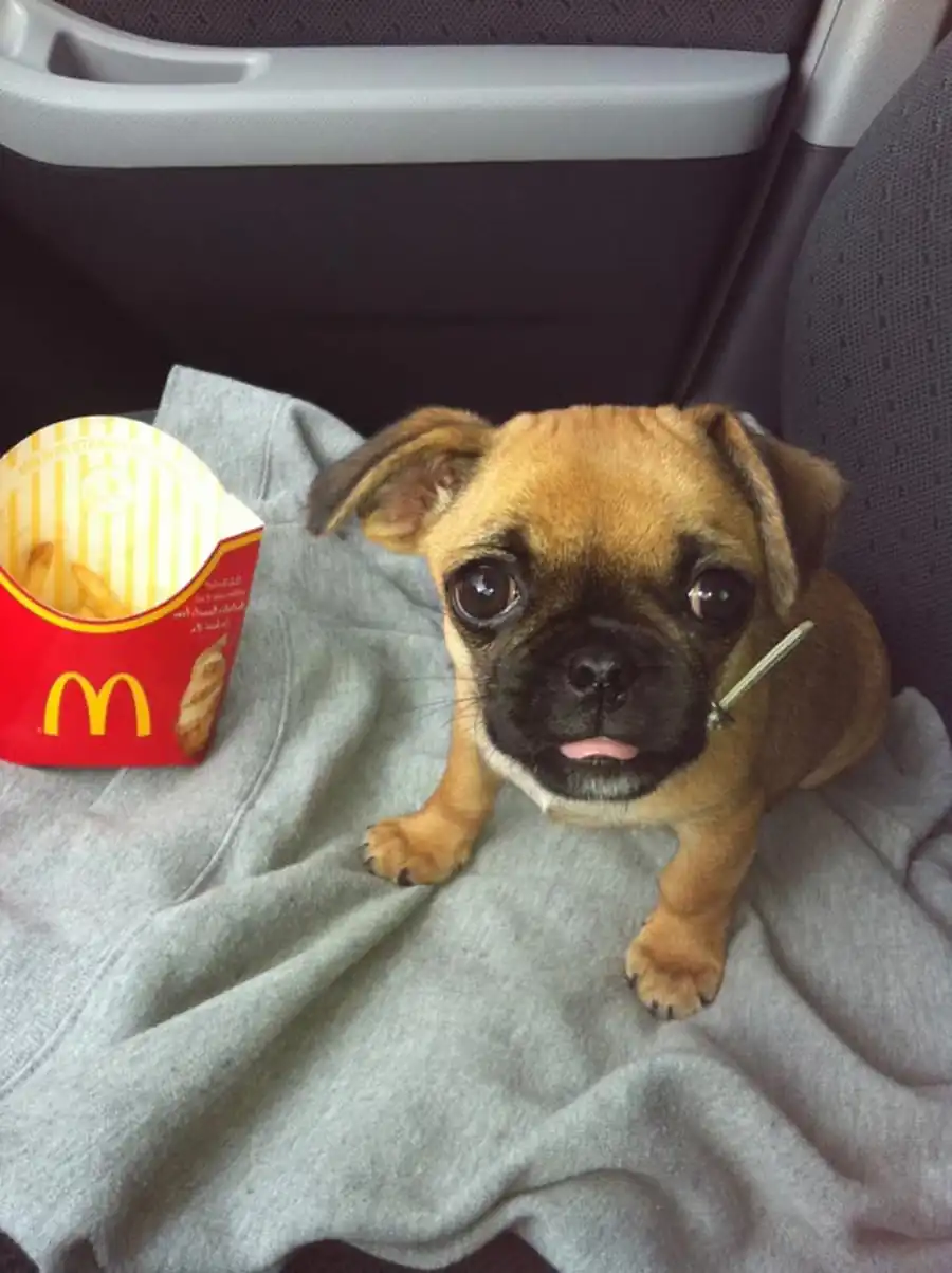 Не кормите щенят едой из общепита!