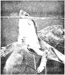 Аквариумные и террариумные черепахи. Содержание. Кормление. Разведение. Профилактика заболеваний Аквариумные и террариумные черепахи. Содержание. Кормление. Разведение. Профилактика заболеваний