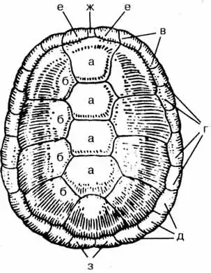 Верхний щит болотной черепахи. Верхний щит болотной черепахи.