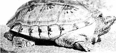 Гигантская мускусная, или большая крестогрудая черепаха (Staurotypus tripocatus) из Мексики, карапакс которой достигает 40 см, является самым крупным представителем рода крестогрудых черепах