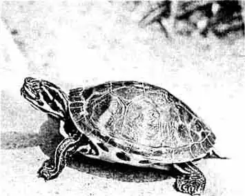 Длинношеяя черепаха (Deirochelys reticulata) греется на солнце в наружном террариума Длинношеяя черепаха (Deirochelys reticulata) греется на солнце в наружном террариума