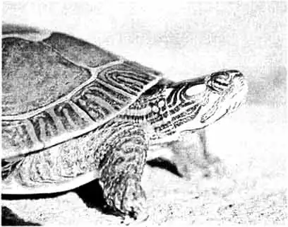 РАСПИСНАЯ, или УКРАШЕННАЯ ЧЕРЕПАХА (Chrysemys picta) РАСПИСНАЯ, или УКРАШЕННАЯ ЧЕРЕПАХА (Chrysemys picta)