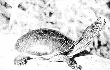 Краснобрюхая черепаха Нельсона (Pseudemys nelsoni). Широко распространена на востоке США Краснобрюхая черепаха Нельсона (Pseudemys nelsoni). Широко распространена на востоке США