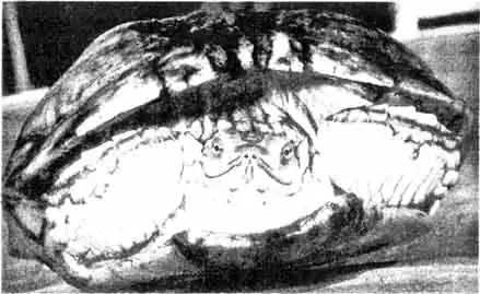 Красноухая черепаха (Pseudemys scripta) Красноухая черепаха (Pseudemys scripta)