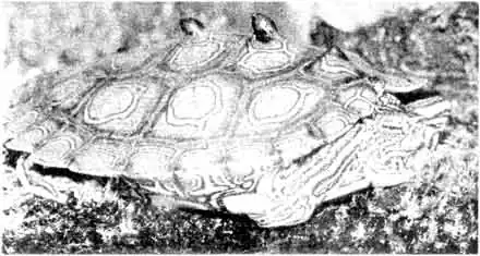 Черная шишковатая черепаха (Graptemys nigrinoda) из Алабамы и Миссисипи, одна из редчайших горбатых черепах