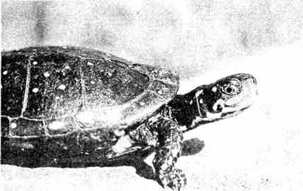 Самец пятнистой черепахи (Clemmys guttata). Одна из самых мелких водяных черепах, карапакс которой достигает 13 см