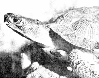 Лесная черепаха (Clemmys inculpta) редкий и охраняемый вид северо-восточных штатов Америки и Канады Лесная черепаха (Clemmys inculpta) редкий и охраняемый вид северо-восточных штатов Америки и Канады