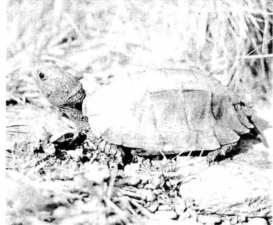 Килевая коробчатая черепаха (Pyxidea mouhoti) из числа прудовых черепах перешедших к наземному образу жизни