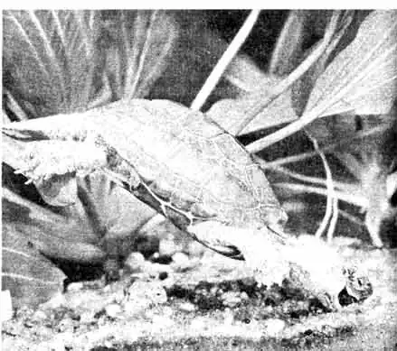 Китайская трехкилевая черепаха (Chinemysreevesi), пожирающая пресноводную улитку Китайская трехкилевая черепаха (Chinemysreevesi), пожирающая пресноводную улитку