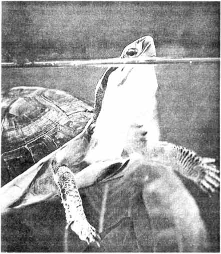 Амбойнская шарнирная черепаха (Cuora amboinensis) самый широко распространенный представитель рода из Юго-Восточной Азии