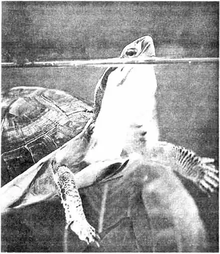 Амбойнская шарнирная черепаха (Cuora amboinensis) самый широко распространенный представитель рода из Юго-Восточной Азии Амбойнская шарнирная черепаха (Cuora amboinensis) самый широко распространенный представитель рода из Юго-Восточной Азии