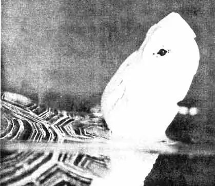 ЖЕЛТОГОЛОВАЯ КОРОБЧАТАЯ ЧЕРЕПАХА (Сиога flavomarginata). ЖЕЛТОГОЛОВАЯ КОРОБЧАТАЯ ЧЕРЕПАХА (Сиога flavomarginata).