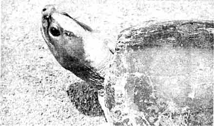  Так окрашен самец каллагура (Callagur borneoensis) вне периода спаривания