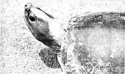 Так окрашен самец каллагура (Callagur borneoensis) вне периода спаривания Так окрашен самец каллагура (Callagur borneoensis) вне периода спаривания