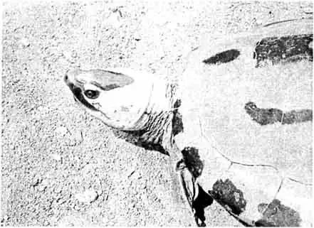 Во время спаривания самец каллагура демонстрирует яркую окраску как панциря, так и кожи его целиком. Эта черепаха удобна в террариуме лишь в «младенческом» возрасте из-за ее солидных размеров. Во время спаривания самец каллагура демонстрирует яркую окраску как панциря, так и кожи его целиком. Эта черепаха удобна в террариуме лишь в «младенческом» возрасте из-за ее солидных размеров.