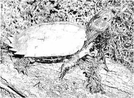 Горная черепаха (Geoemyda spengleri) из Вьетнама. Вид характерен наземным образом жизни и половыми отличиями окраски глаз (у самца радужная оболочка — желто-оранжевая, у самки — бледная)