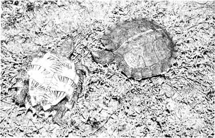 Колючие черепахи (Heosemys spinosa). Эти водные черепахи из Индокитая, ведут наземный образ жизни. Молодые особи имеют характерные отметины на карапаксе и пластроне сильно варьируют — от полуводных до наземных форм. Ритуал спаривания такой же, как у сухопутных черепах.