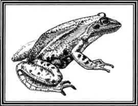 Бесхвостые земноводные. Лягушки