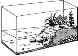 Палюдариум, или акватеррариум Палюдариум, или акватеррариум