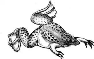 Шпорцевая лягушка Шпорцевая лягушка