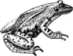 обычная озерная лягушка (R. ridibunda) обычная озерная лягушка (R. ridibunda)