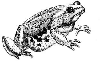 Африканская роющая лягушка (Pyxicepalus adspersus) Африканская роющая лягушка (Pyxicepalus adspersus)