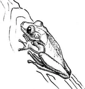 Древесные лягушки Древесные лягушки