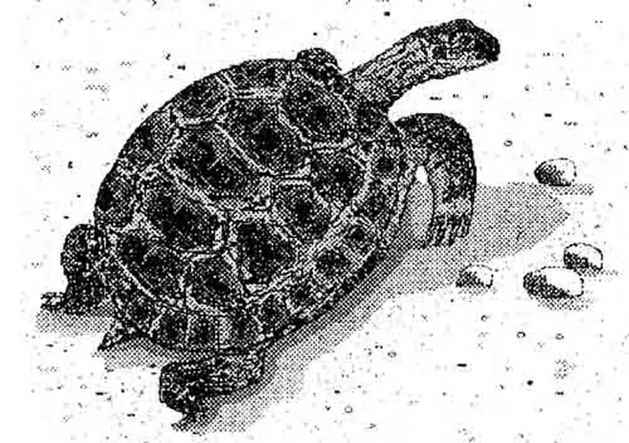 Черепаха — это символ мудрости и долголетия. Черепаха — это символ мудрости и долголетия.