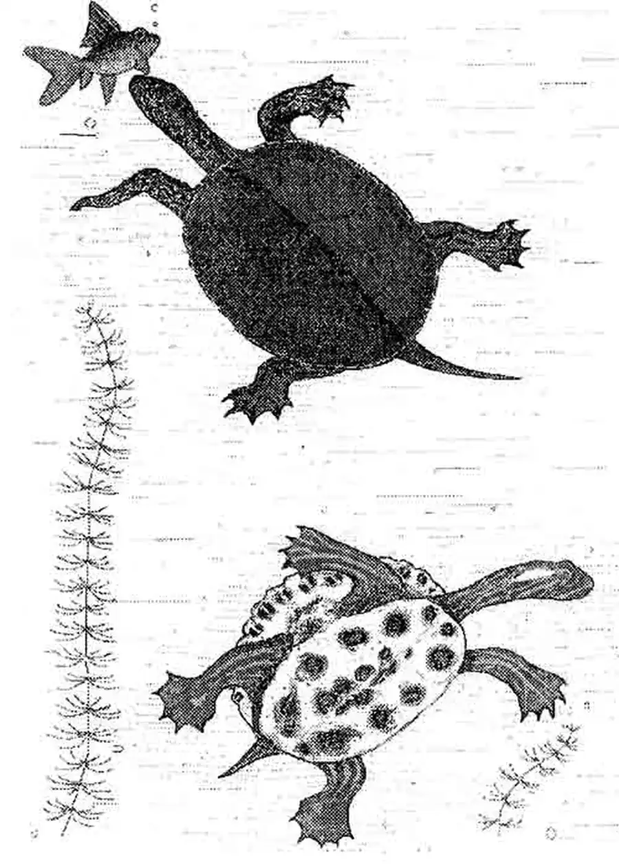 О черепахах О черепахах