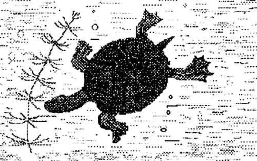 Красноухая черепаха Красноухая черепаха