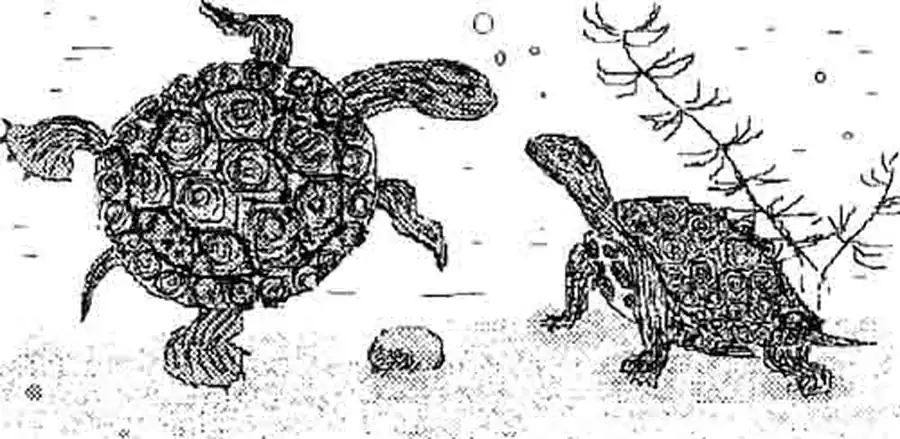 Болотная и каспийская черепахи Болотная и каспийская черепахи