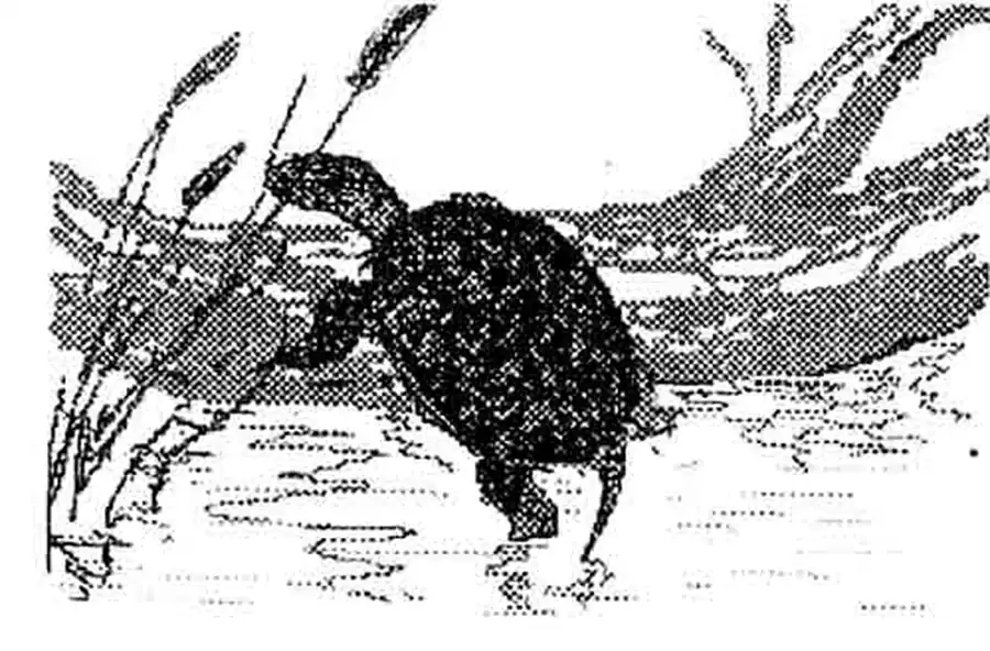 Другие тропические черепахи Другие тропические черепахи