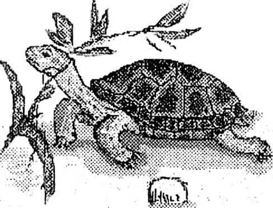 Среднеазиатская черепаха Среднеазиатская черепаха