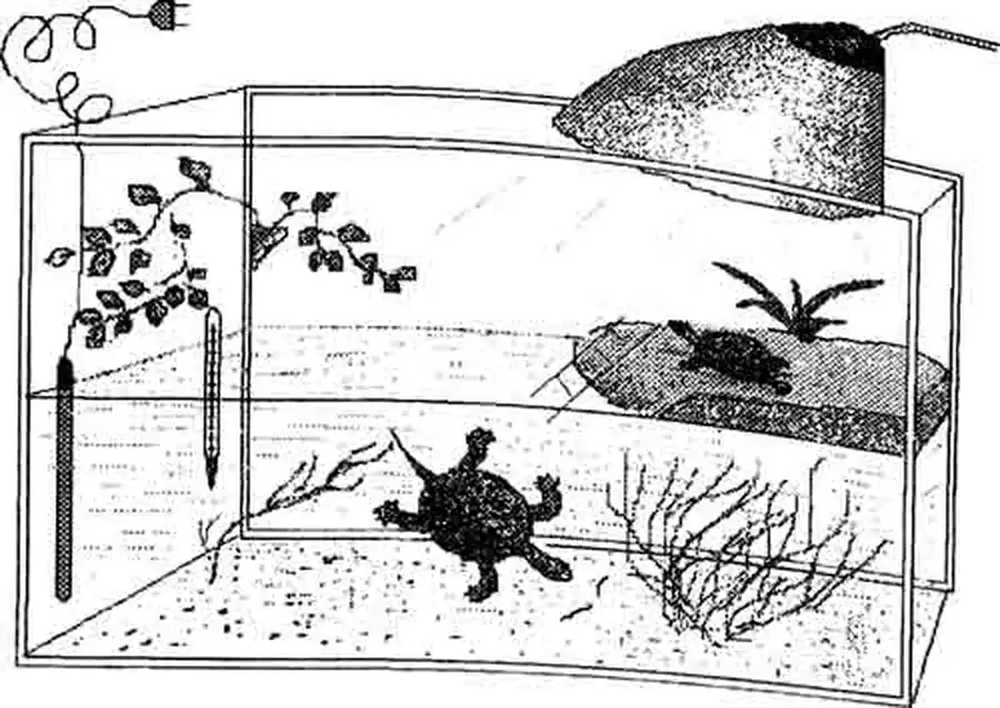 Акватеррариум (палюдариум) Акватеррариум (палюдариум)