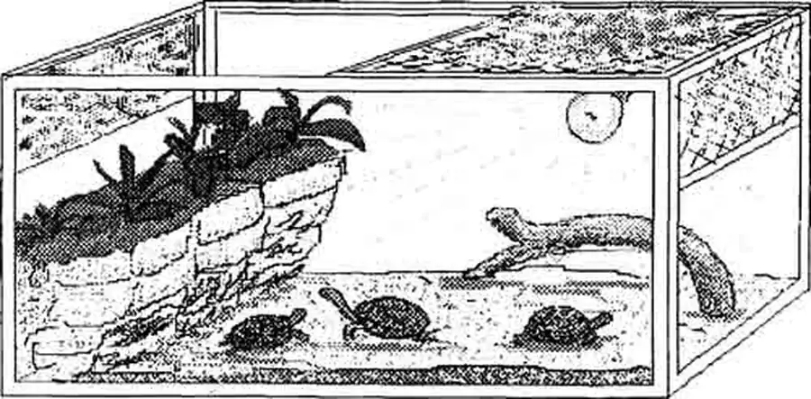 Террариум-пустыня Террариум-пустыня