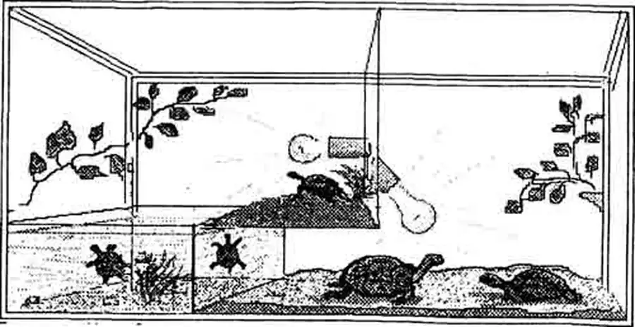 Пример совмещённого террариума для различных видов черепах слева палюдариум, справа - террариум-пустыня. Пример совмещённого террариума для различных видов черепах слева палюдариум, справа - террариум-пустыня.