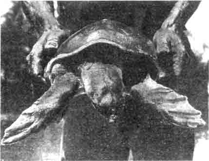 Взрослая двухкоготная черепаха (Carettochelys insculpta). Бросаются в глаза мощные ластообразные передние конечности