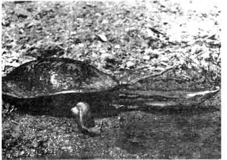 Гигантская змеиношейная черепаха (Chelodina expansa) из восточной Австралии Гигантская змеиношейная черепаха (Chelodina expansa) из восточной Австралии