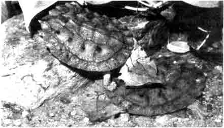 Матамата, или бахромчатая черепаха (Chelus fimbriatus). Обратите внимание на трубкообразное рыло, глаза, похожие на пуговки, «ложные глаза» и болтающиеся лохмотья кожи