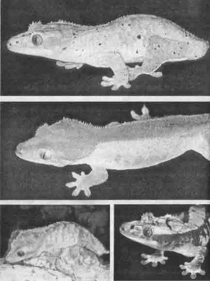 Новые формы ресничного геккона (Rhacodactylus ciliatus), выведенные в террариуме