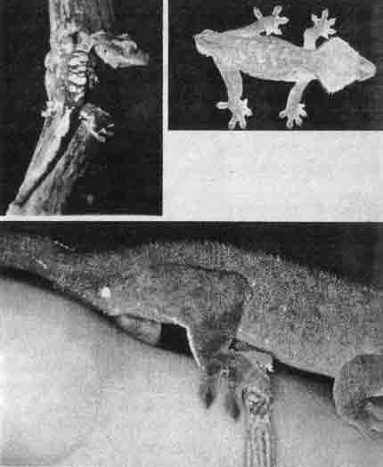 Новые формы ресничного геккона (Rhacodactylus ciliatus), выведенные в террариуме