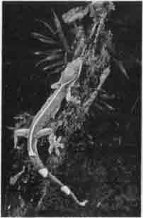 Полосатый гекко (Gekko vittatus)