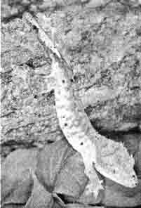 Ресничный геккон (Rhacodactylus ciliatus)