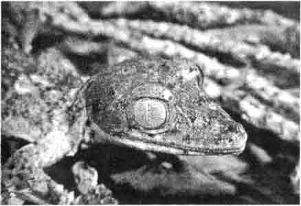 Листохвостый геккон Хенкеля (Uroplatus henkeli)
