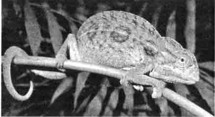 Ковровый хамелеон (Chamaeleo lateralis)