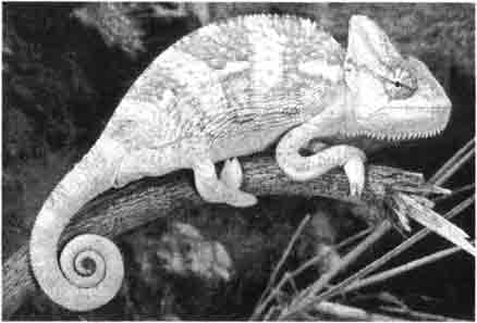 Йеменский хамелеон (Chamaeleo calaptratus)