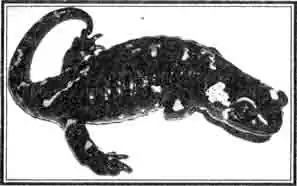 Хвостатые земноводные Хвостатые земноводные