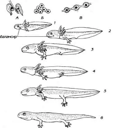 А — икра обыкновенного тритона: Б — икра испанского тритона: В — икра аксолотля  Стадии развития обыкновенного тритона (Triturus vulgaris): 1—4 — личинки,- 5 — метаморфизирующая личинка (жабры уменьшаются); 6 — молодой тритон, завершивший метаморфоз