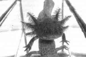 Аксолотль (мексиканская амбистома) (Ambystoma mexicanuml молодая особь